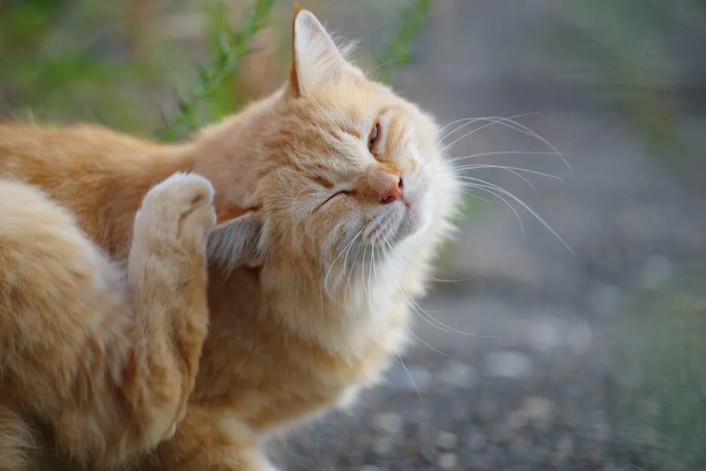 alergia alimentar em gatos_2 gato a coçar a orelha com a pata