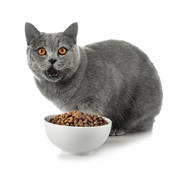 alimentação dos british shorthair_1 gato british shorthair com tigela de comida à frente