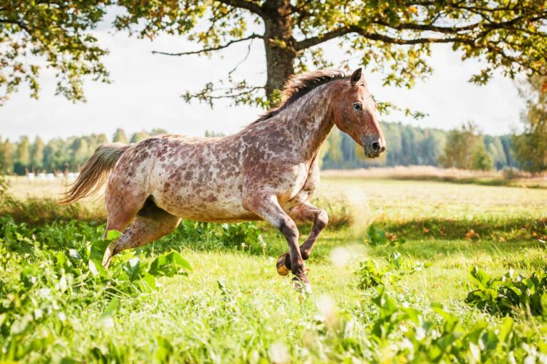 cavalo appaloosa a correr no campo