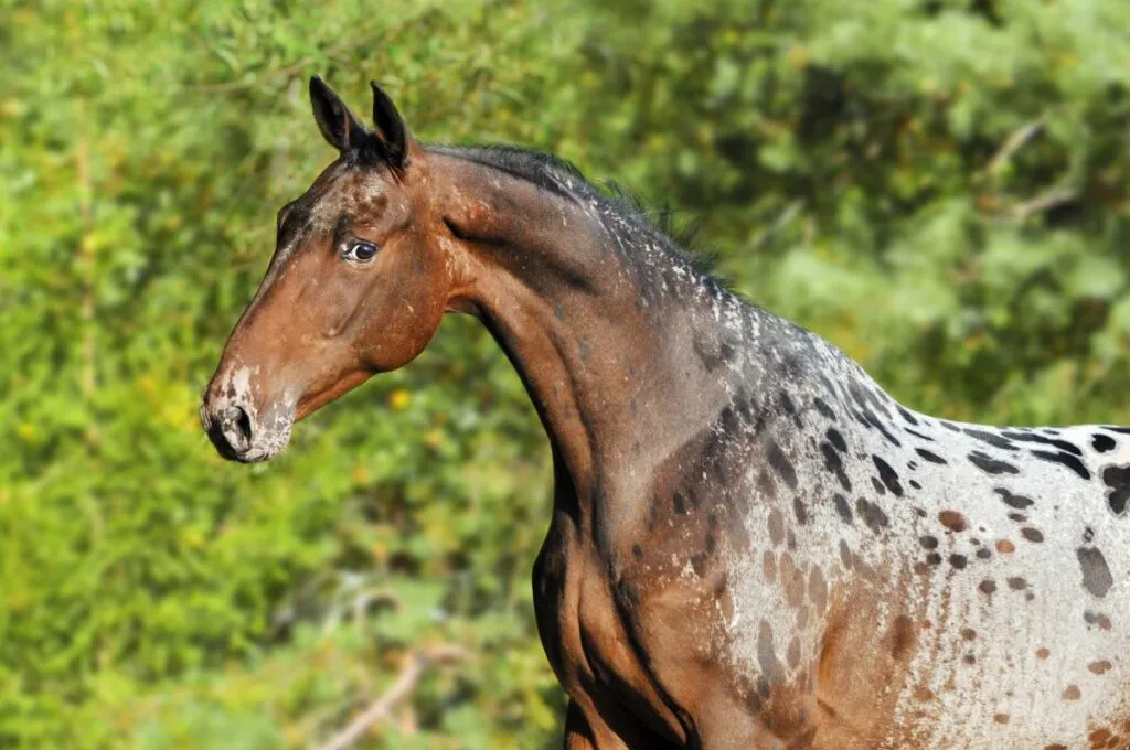 appaloosa_2 cavalo appaloosa de perfil
