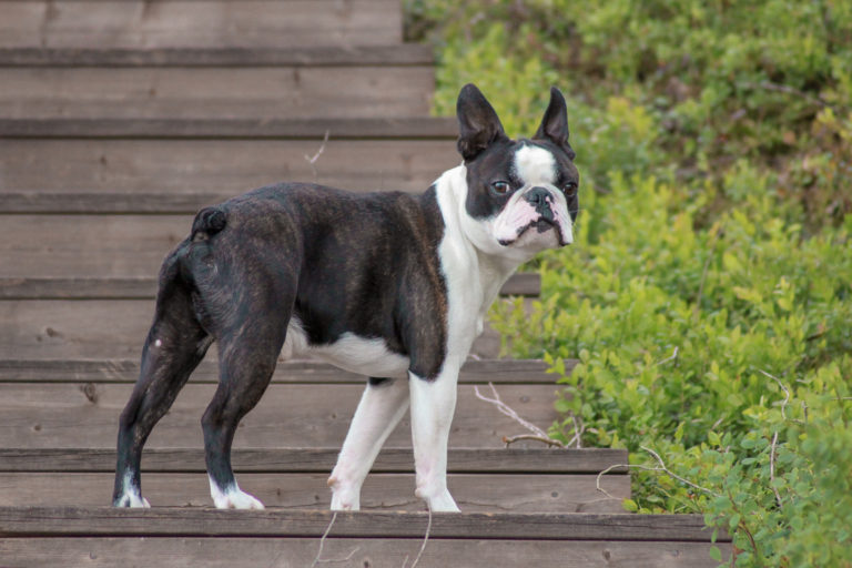 boston terrier em cima de degraus