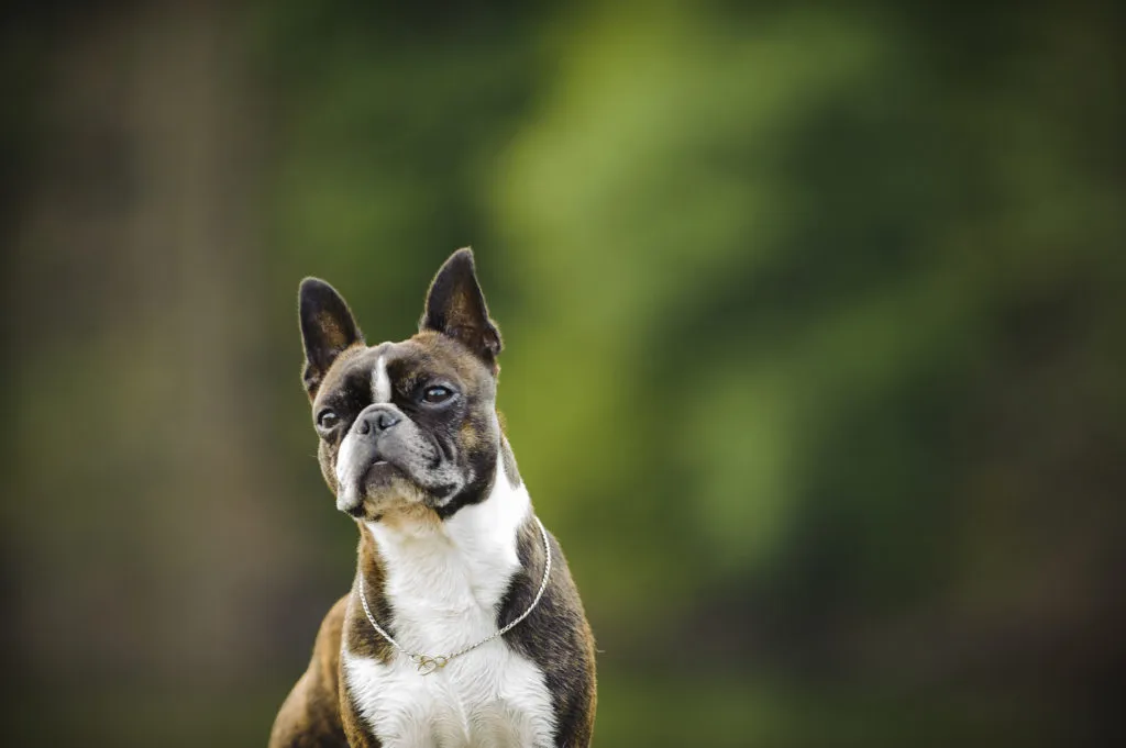 boston terrier_2