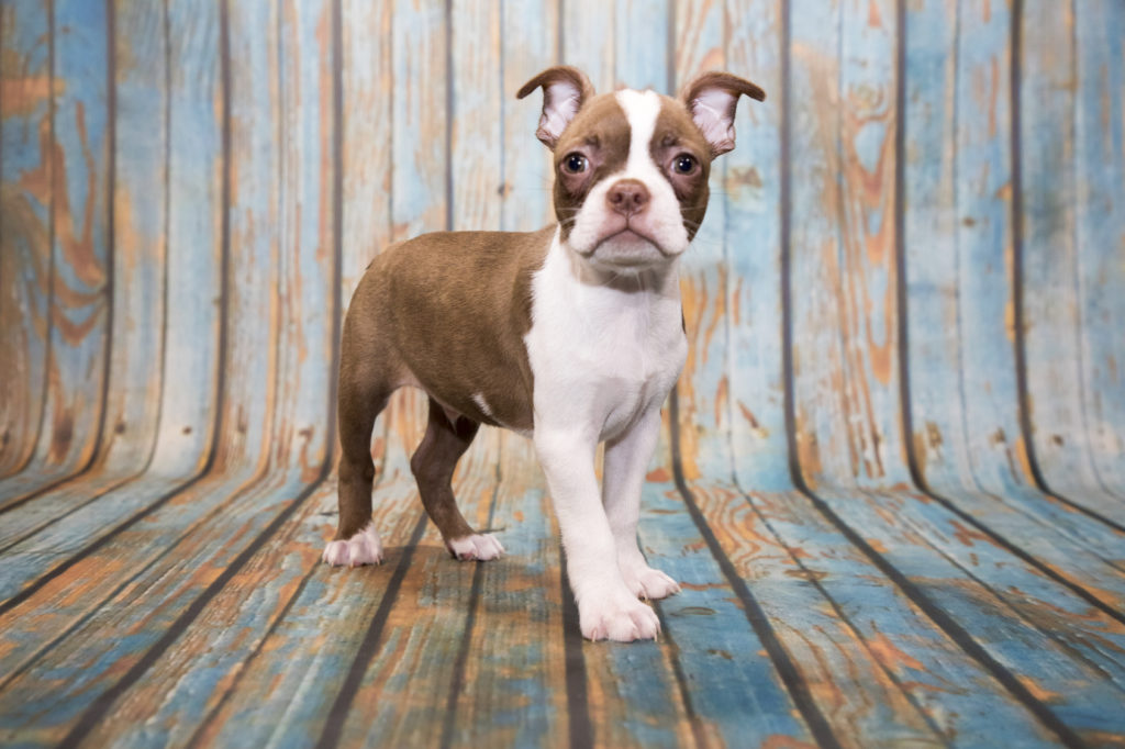 cachorro boston terrier