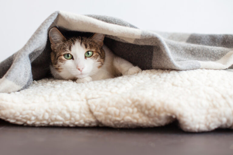 Cat under blanket