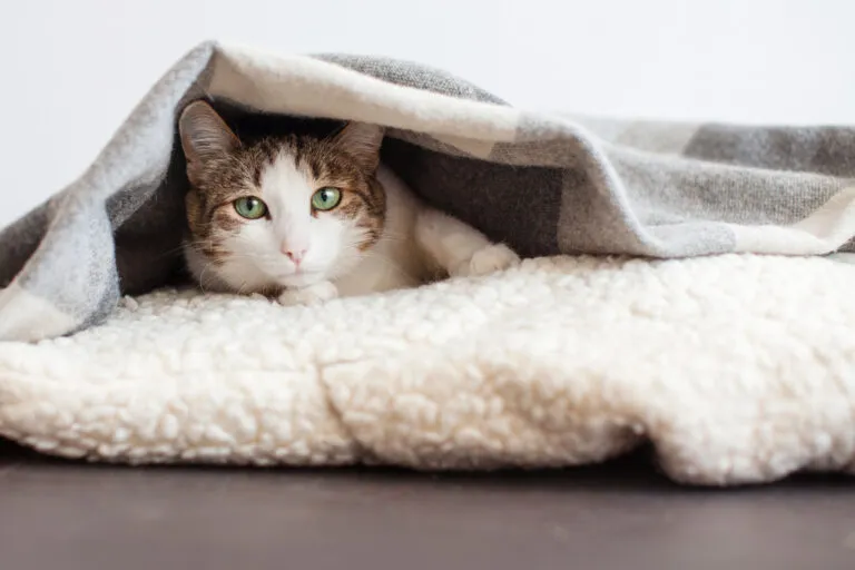 Cat under blanket Cat under blanket