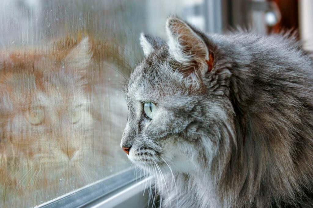 Gato a olhar pela janela. O tempo frio e húmido pode causar constipações nos gatos