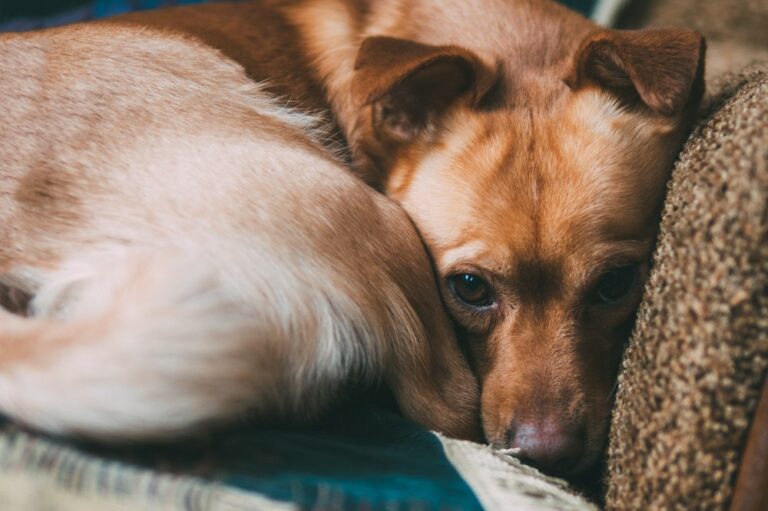 cão aconchegado no sofá com ar triste