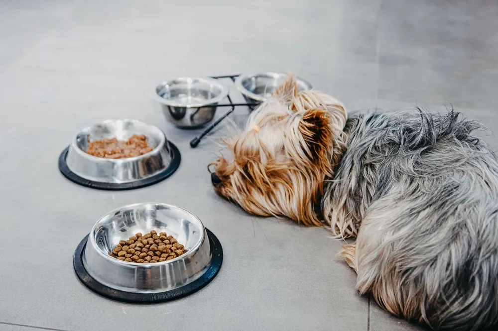 depressão nos cães_2 yorkshire terrier deitado no chão recusa-se a comer