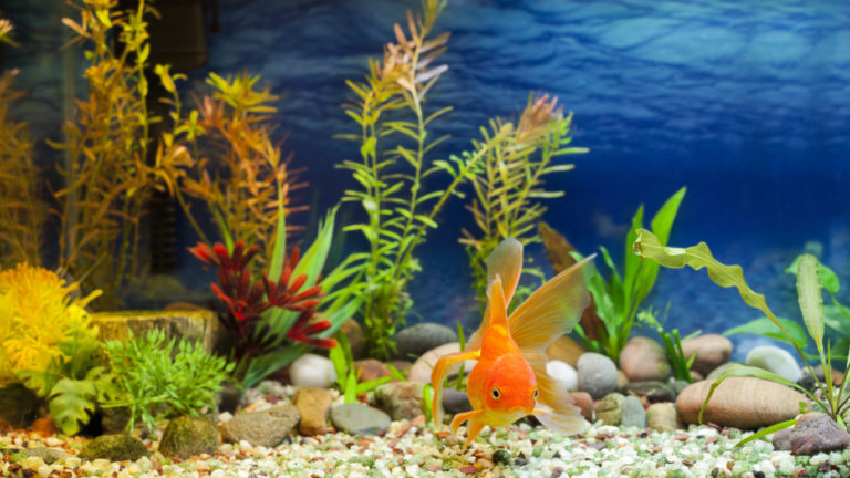 Aquário de água doce com peixe laranja. As doenças dos peixes estão muitas vezes relacionadas com as condições do aquário