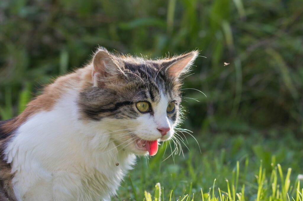 Gato malhado a ofegar. A insolação em gatos manifesta-se por um ofegar intenso.