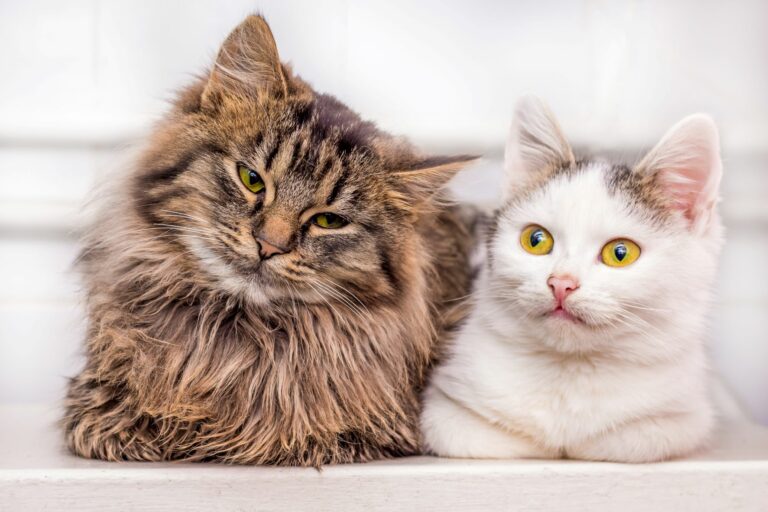 Gato castanho ao lado de um gato branco de olhos amarelos. Os gatos de raça e rafeiros tê vantagens e desvantagens.