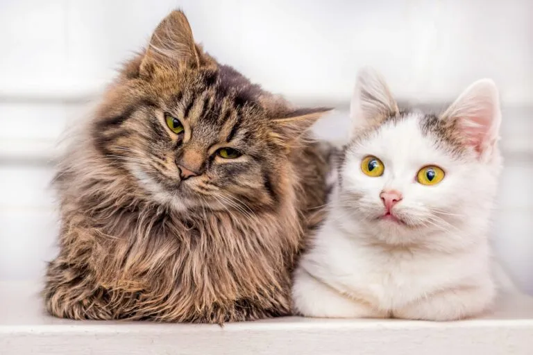 puro ou rafeiro_1 Gato castanho ao lado de um gato branco de olhos amarelos. Os gatos de raça e rafeiros tê vantagens e desvantagens.