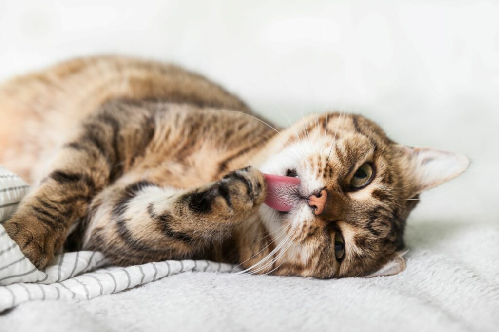 puro ou rafeiro_2 Gato deitado a lamber a pata.