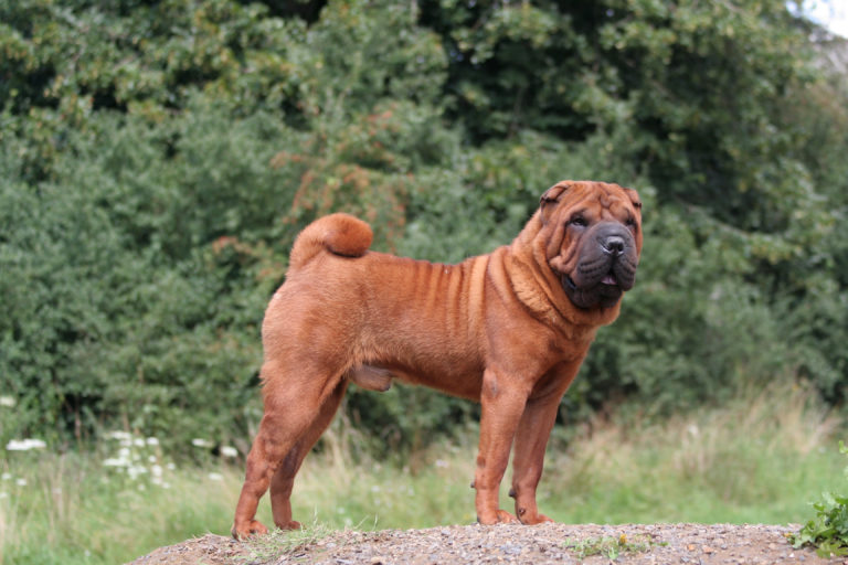 shar-pei de perfil no campo