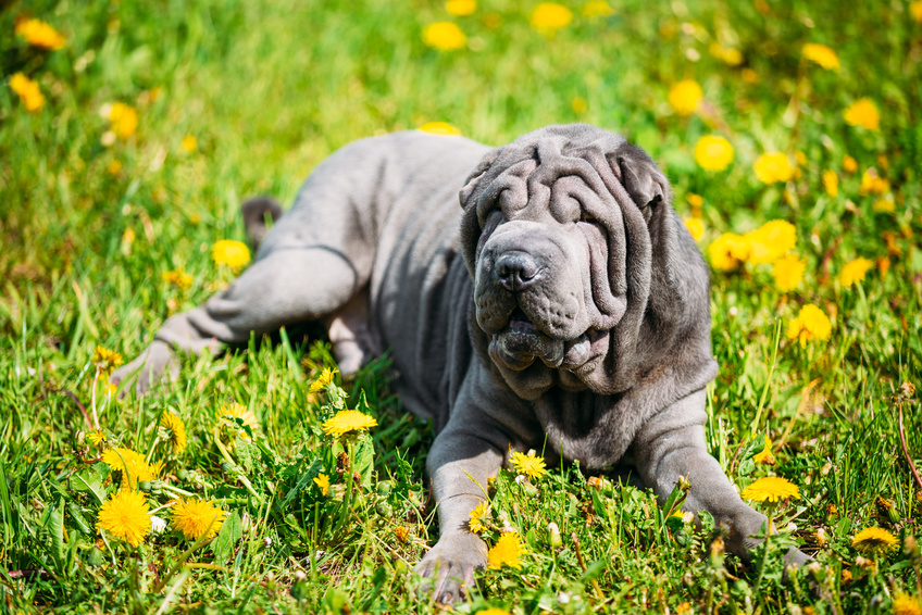 shar-pei_2