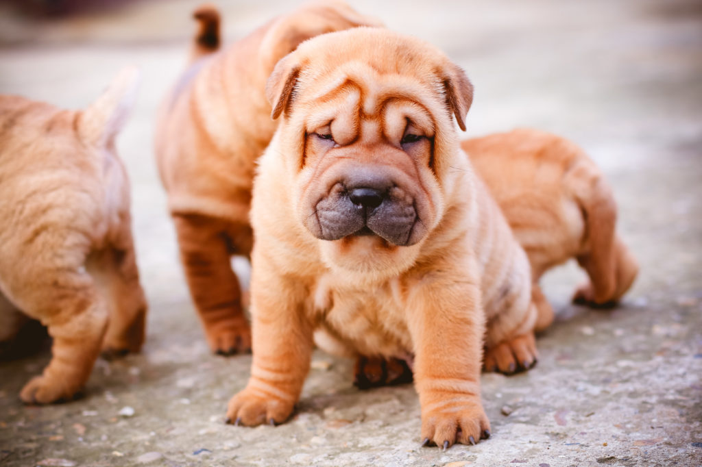 shar-pei_3