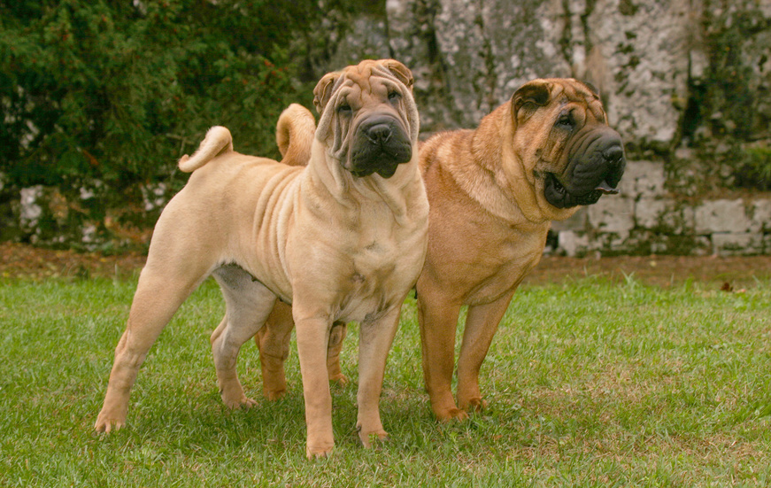 shar-pei_4