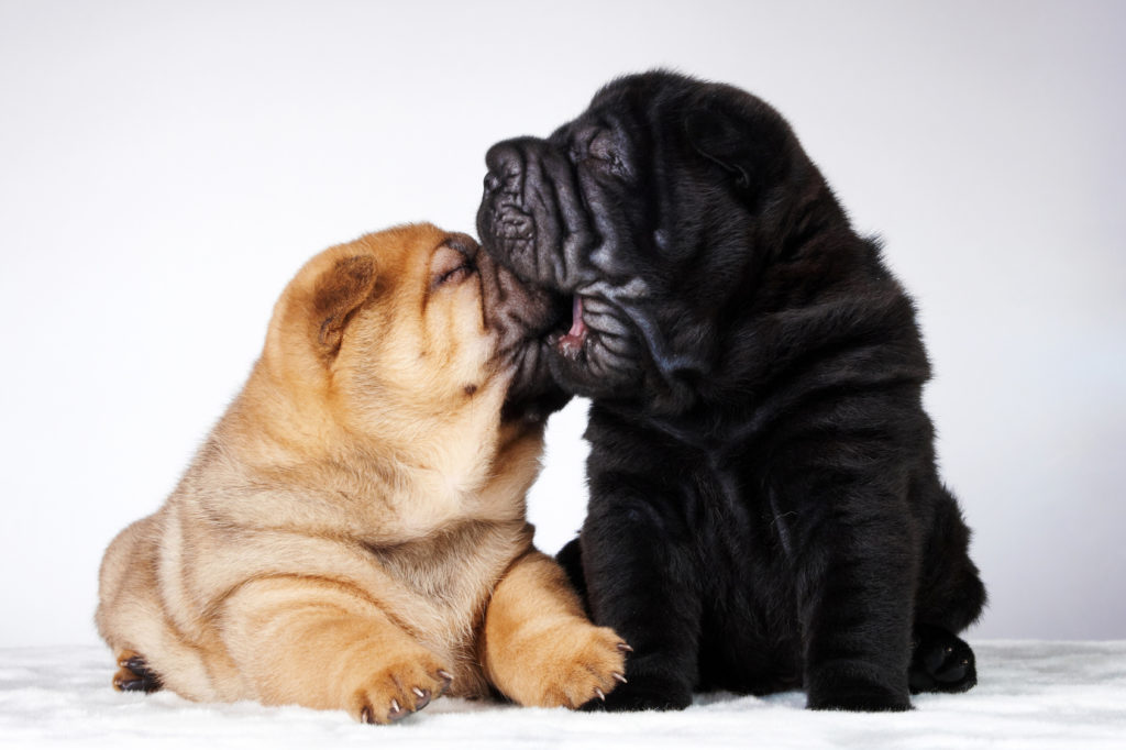 shar-pei_5