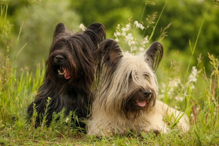 skye terrier_1 skye terrier_1
