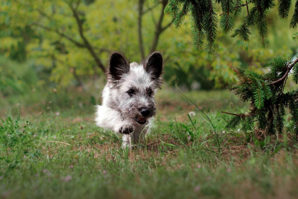 Skye Terrier cachorro a correr no campo