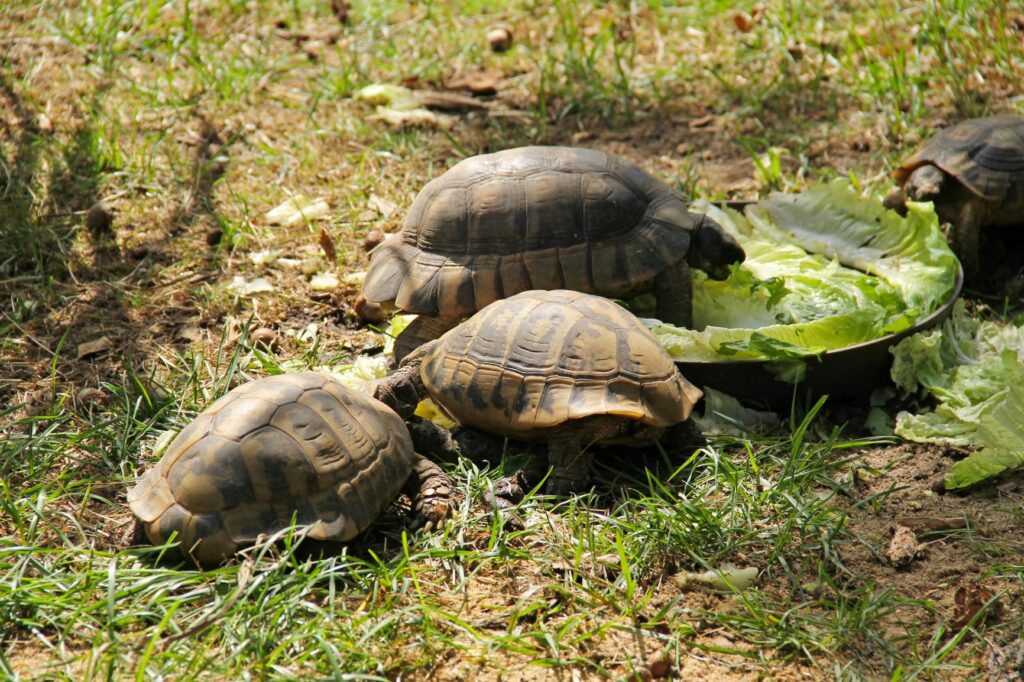 Três tartarugas mediterrâneas num quintal.