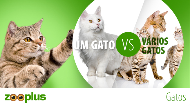 ter um ou vários gatos