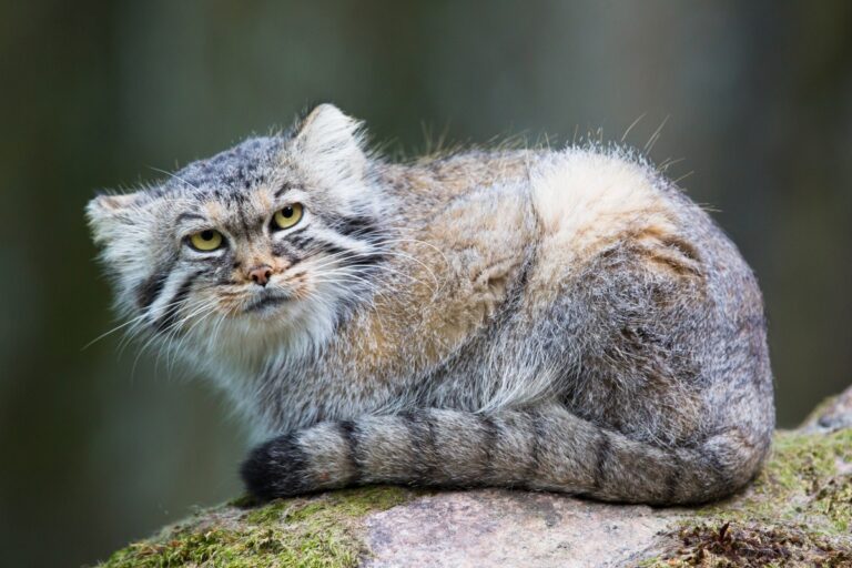 gato-de-pallas sentado com cauda à frente do corpo