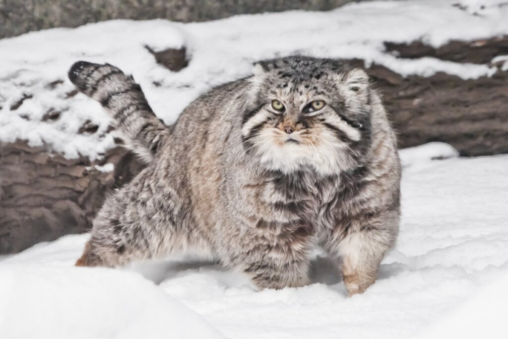 gato-de-pallas na neve com cauda erguida