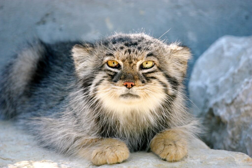 gato-de-pallas deitado em cima de pedras