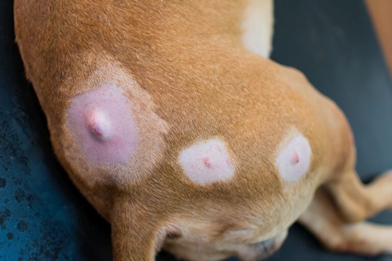 close up de cão com 3 nódulos antes da cirurgia