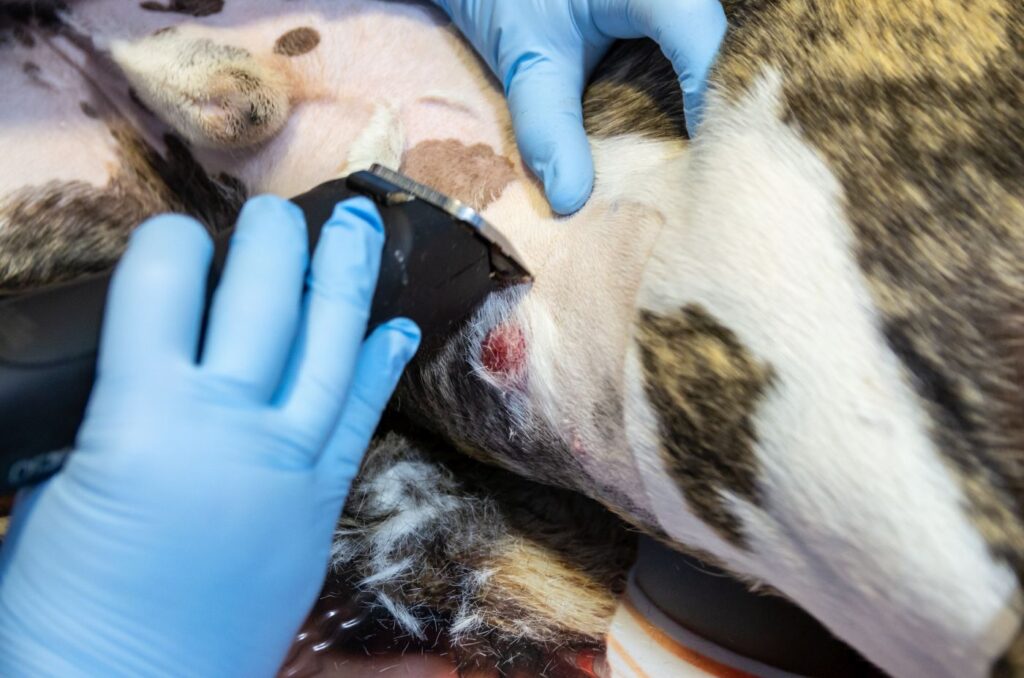 veterinário rapa o pelo do cão junto a um nódulo vermelho