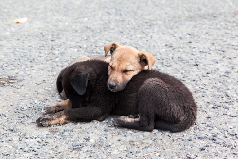 dois cães abandonados na estrada