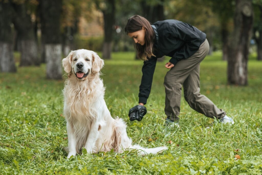 mulher a apanhar fezes de um golden retriever no parque