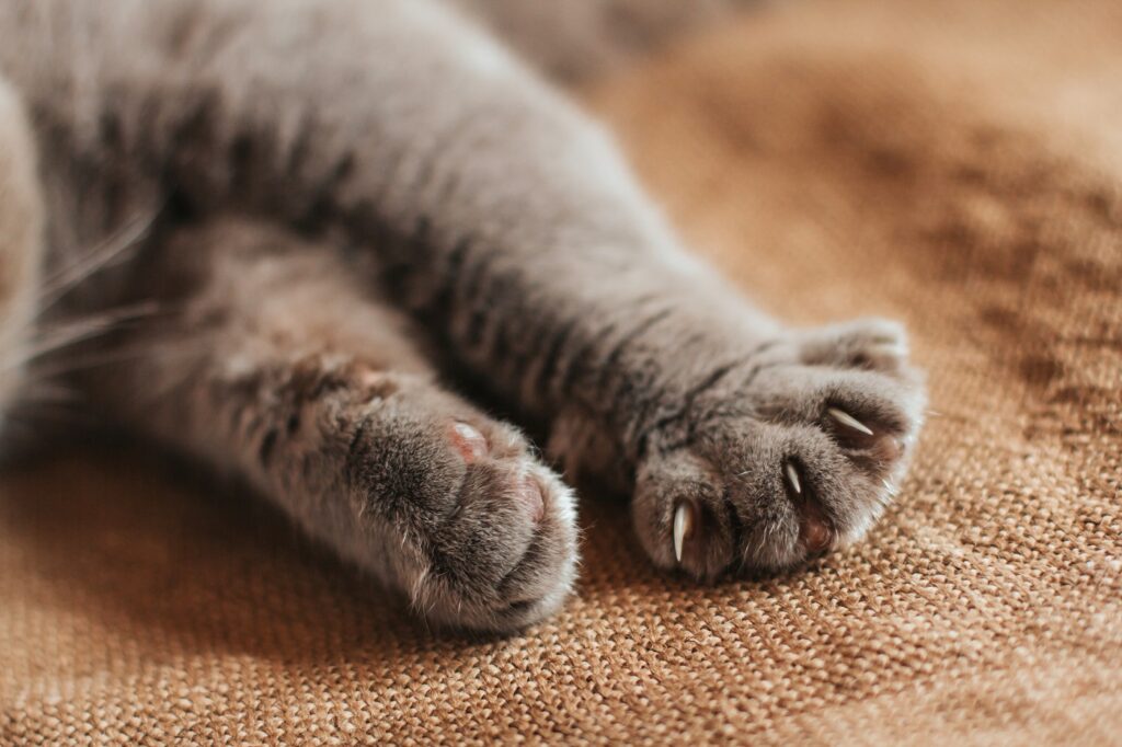 polidactilia nos gatos_2