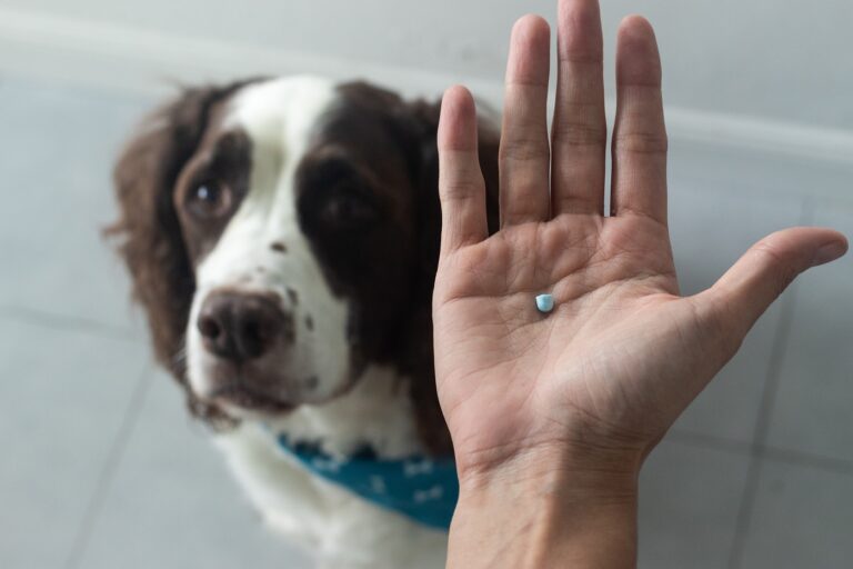 focinho de cão e mão com comprimido em grande plano