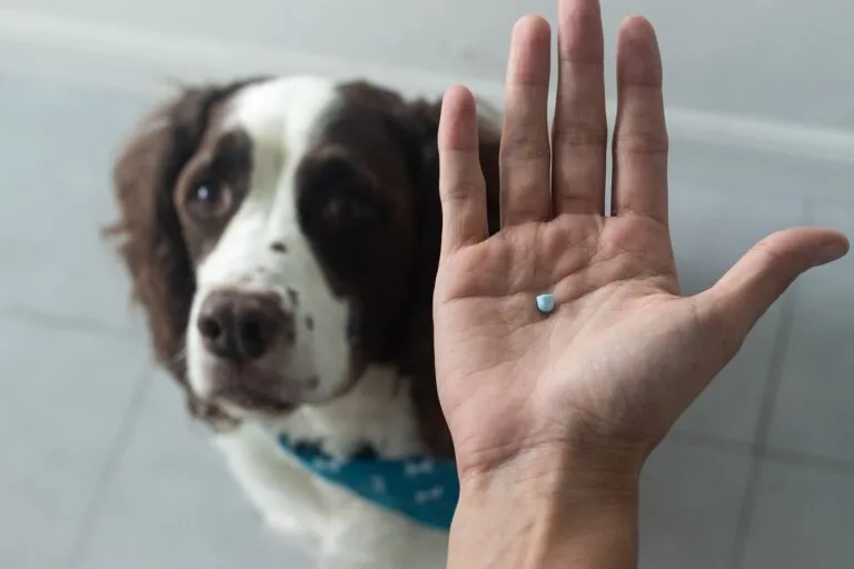 analgésicos para cães_1 focinho de cão e mão com comprimido em grande plano