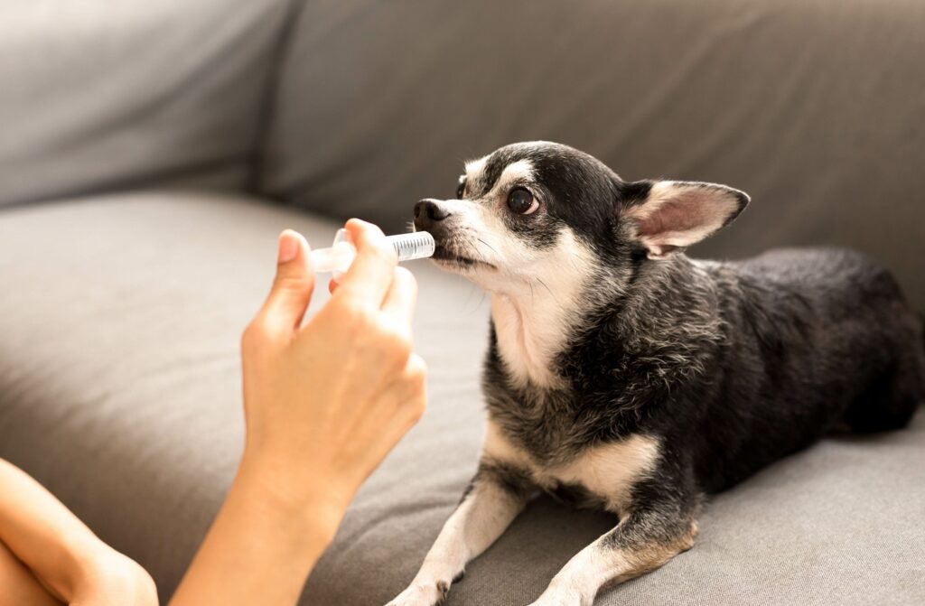 mulher dá medicação a chihuahua com seringa