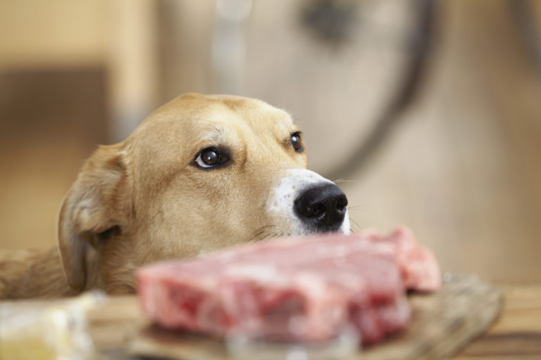 focinho de cão e bife