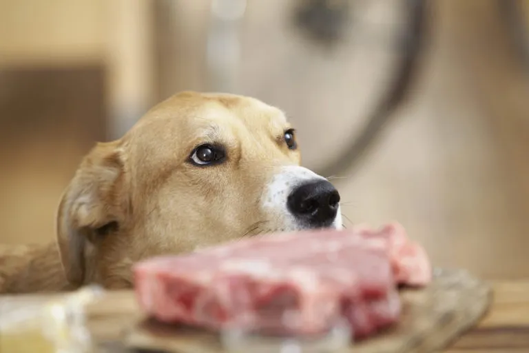 dieta barf para cães_1 focinho de cão e bife