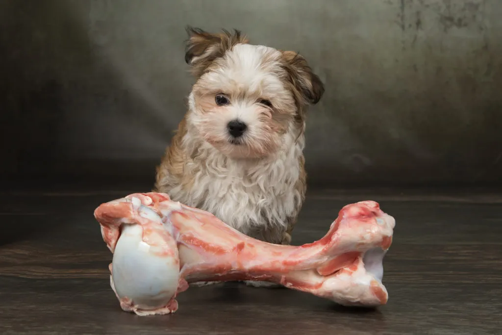 dieta barf para cães_2
