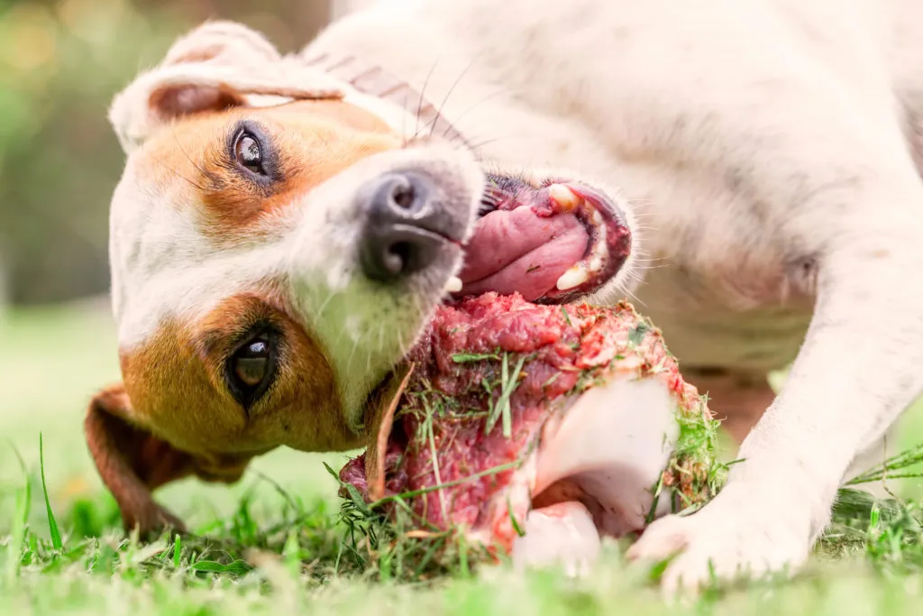 dieta barf para cães_3