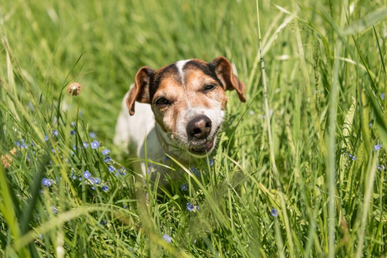 jack russel terrier a comer ervas