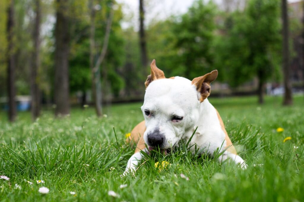 cão a comer ervas num jardim