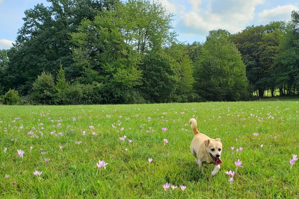 cão no campo com a língua de fora