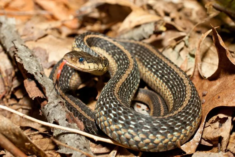 cobra-liga_1 cobra-liga Thamnophis sirtalis no meio de folhas com a língua de fora