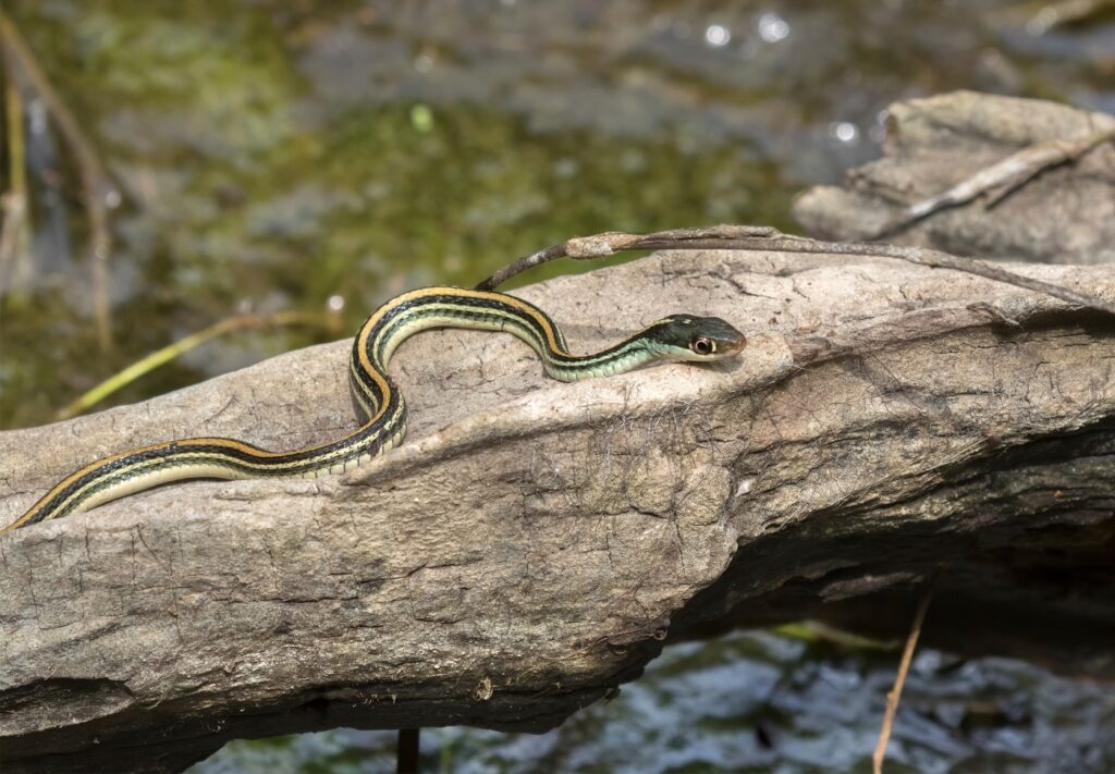 Thamnophis sauritus sauritus ou cobra-fita em cima de um tronco