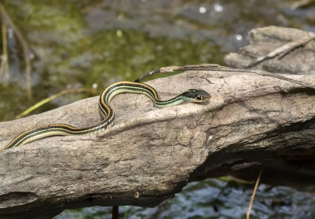 cobra-fita_3 Thamnophis sauritus sauritus ou cobra-fita em cima de um tronco