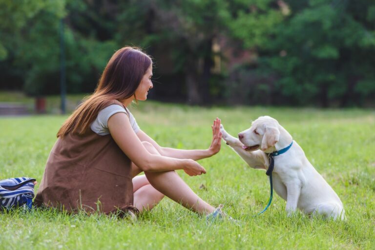 mulher a fazer high five com cachorro golden retriever na relva durante passeio