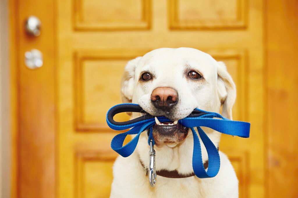 cão a segurar trela azul na boca