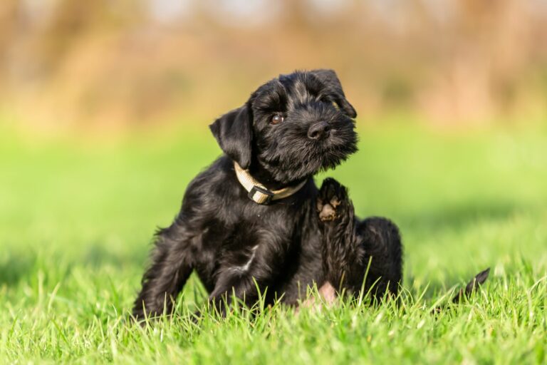 cão a coçar-se com a pata